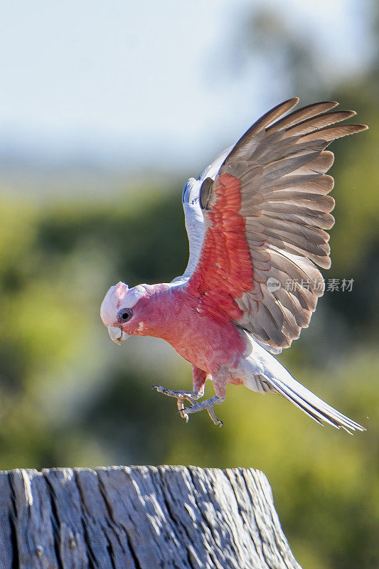 飞行杆(Eolophus roseicapilla)